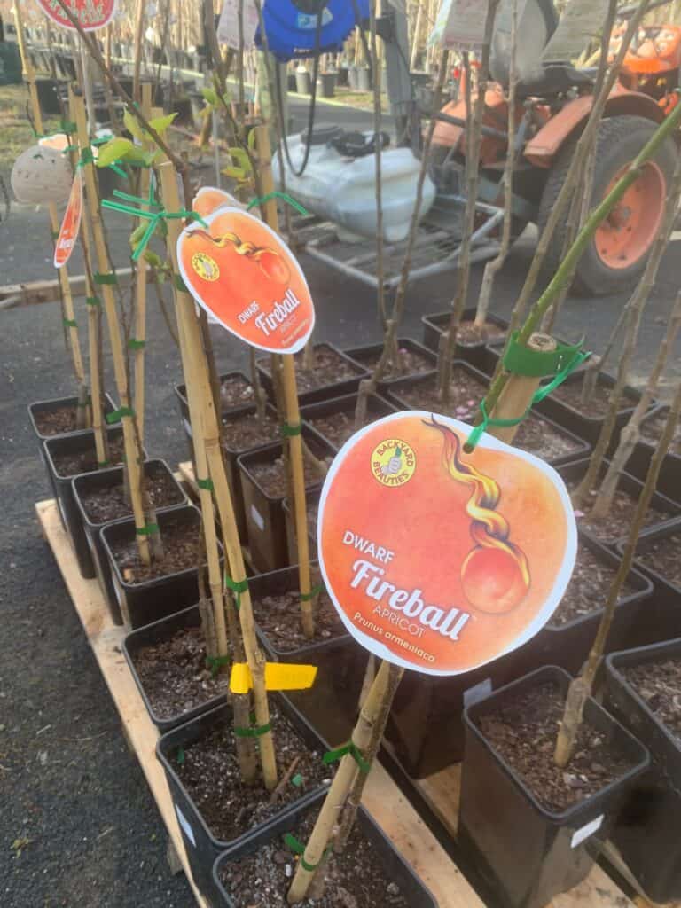 Lakeside Plants & Nursery