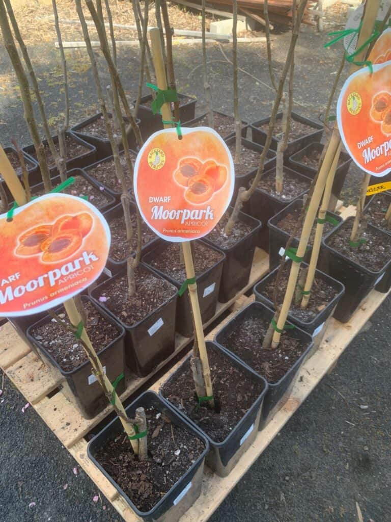 Lakeside Plants & Nursery