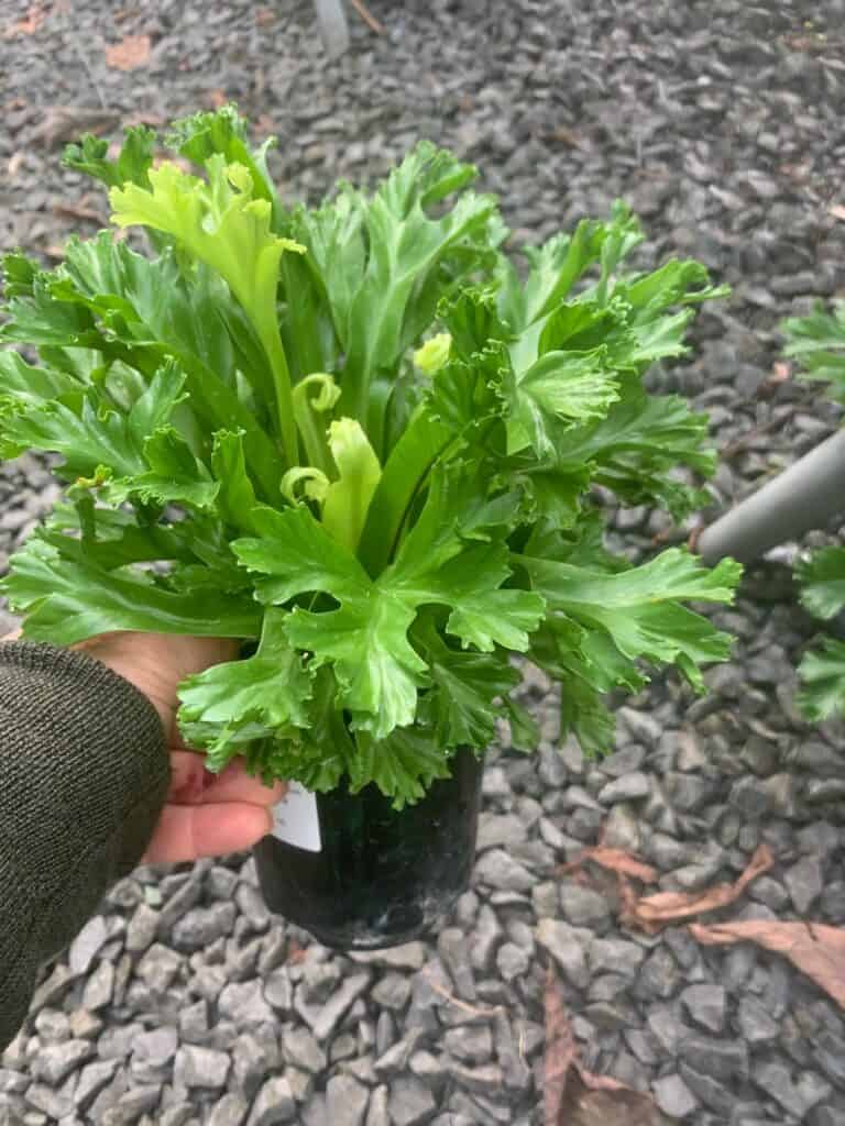 Lakeside Plants & Nursery