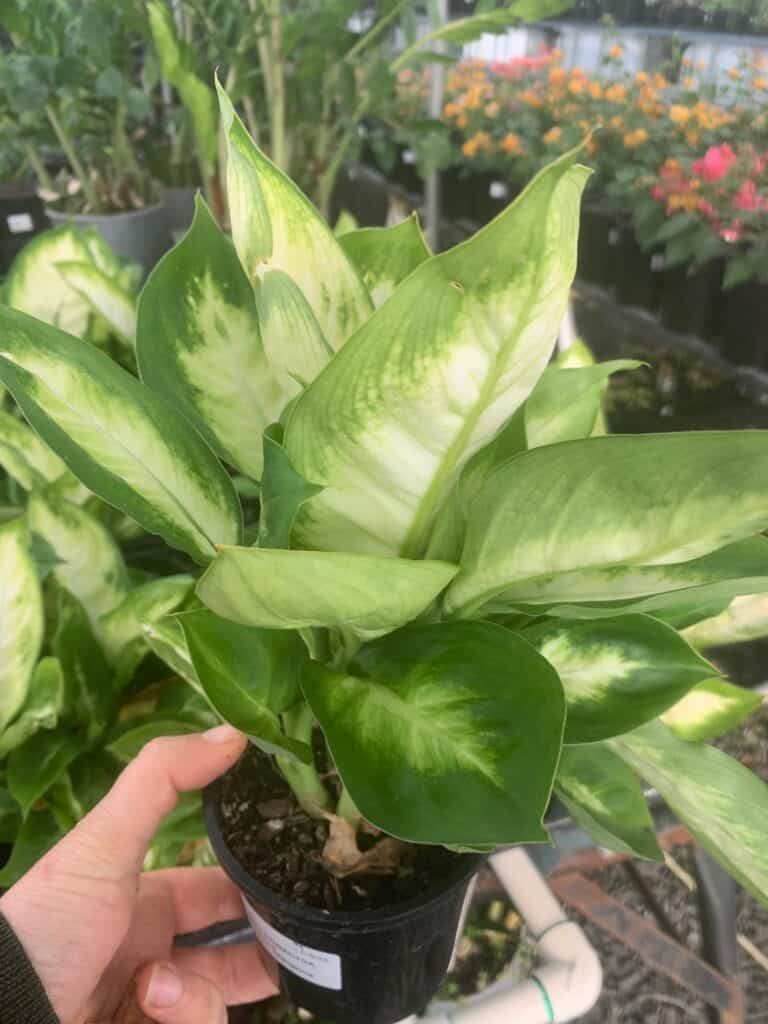 Lakeside Plants & Nursery