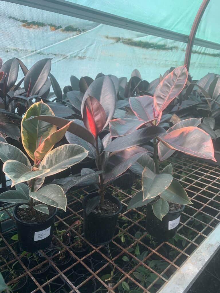 Lakeside Plants & Nursery