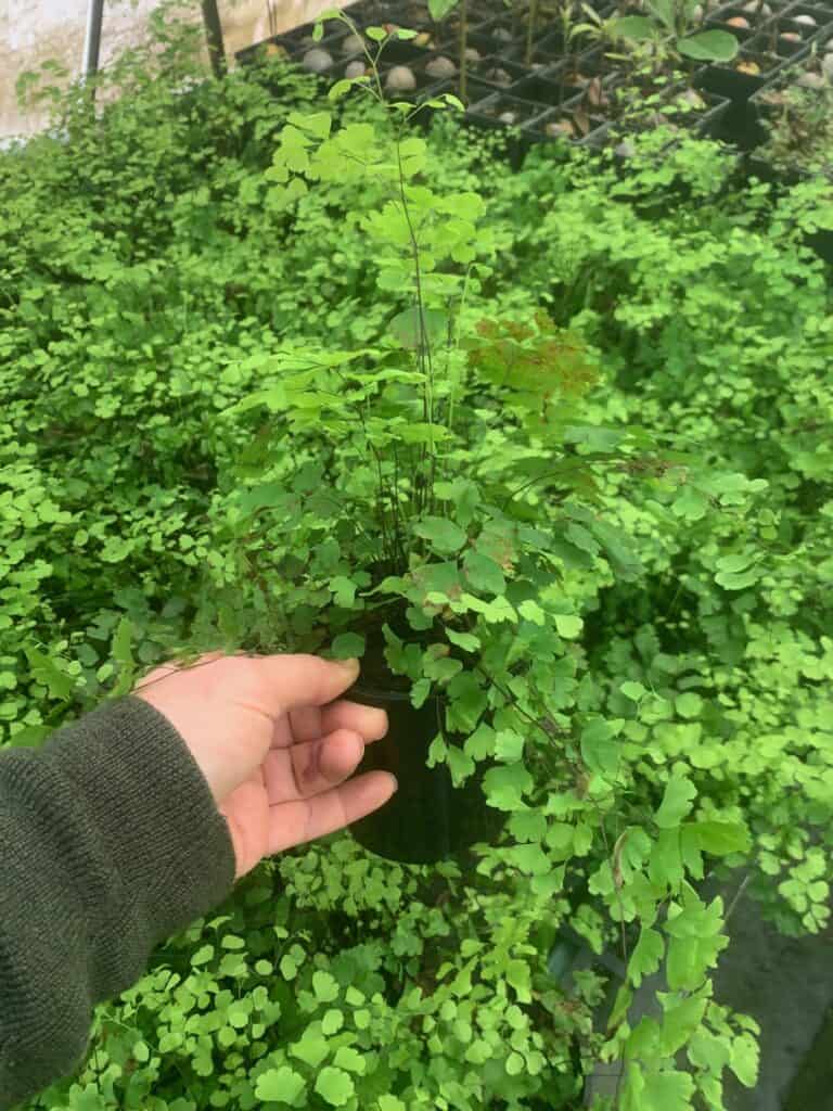 Lakeside Plants & Nursery