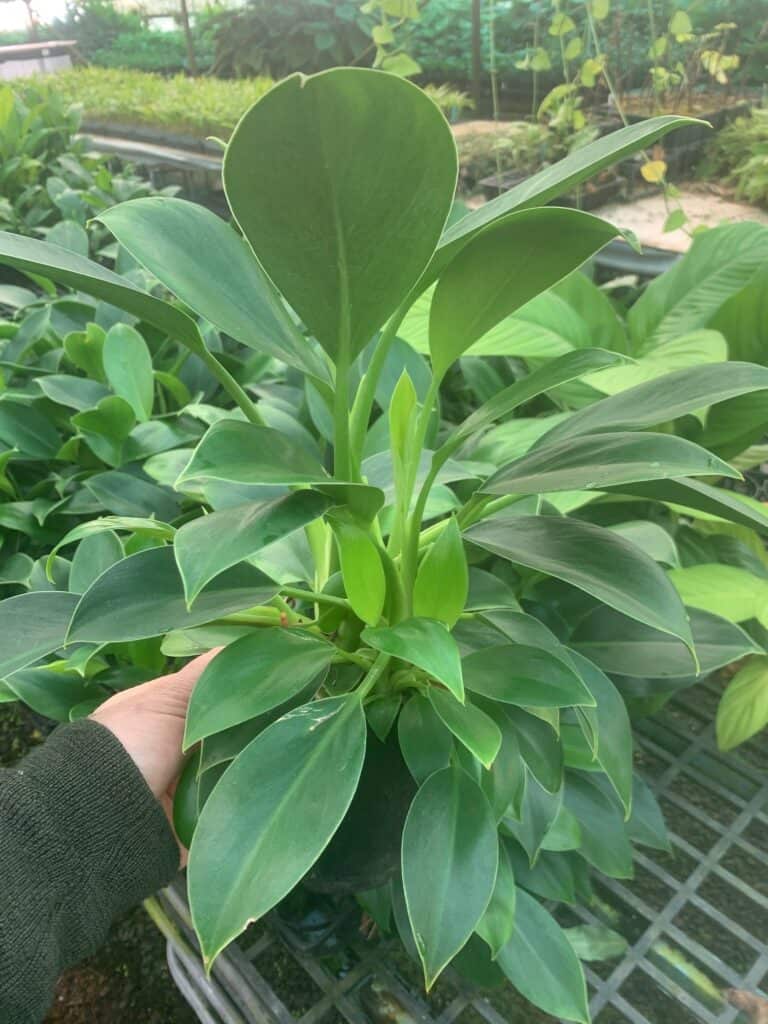 Lakeside Plants & Nursery