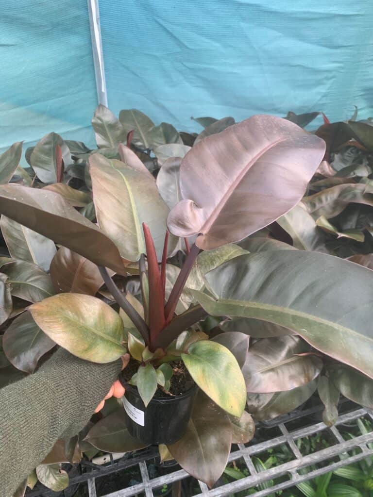 Lakeside Plants & Nursery