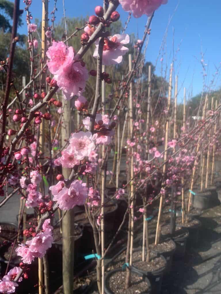 Lakeside Plants & Nursery