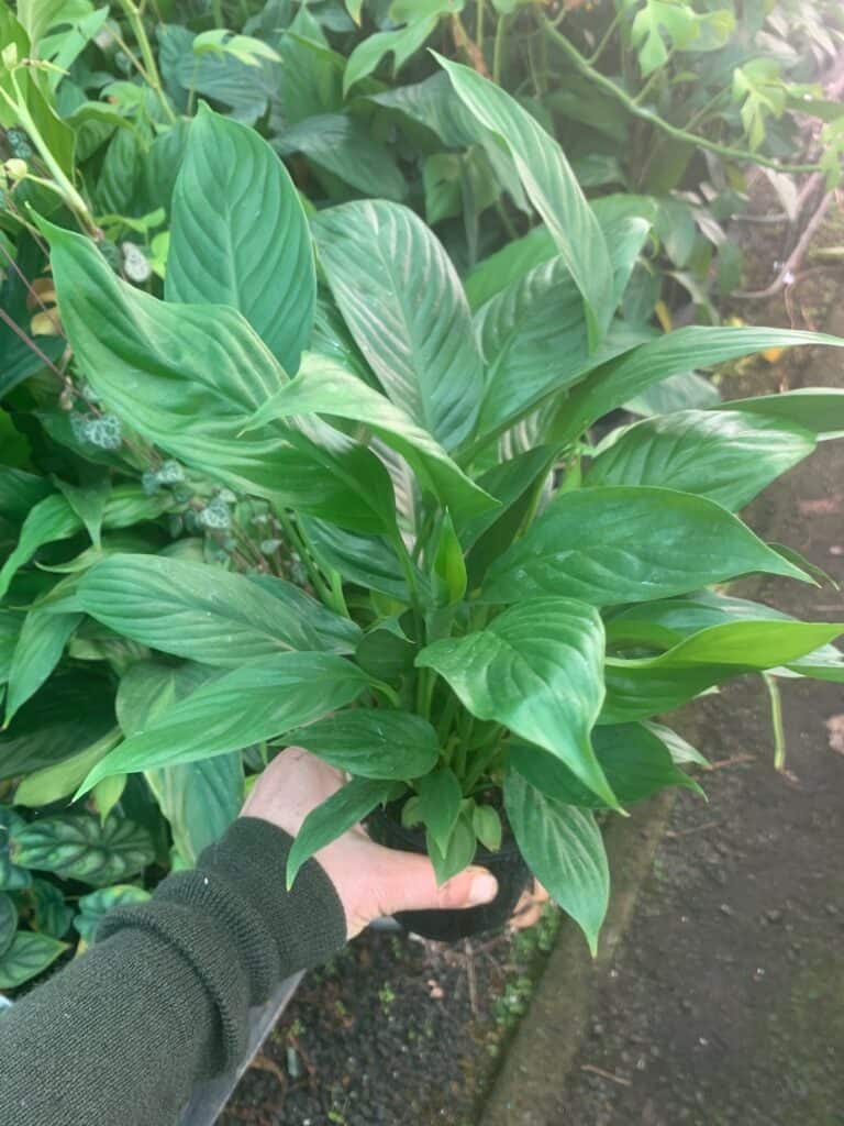 Lakeside Plants & Nursery