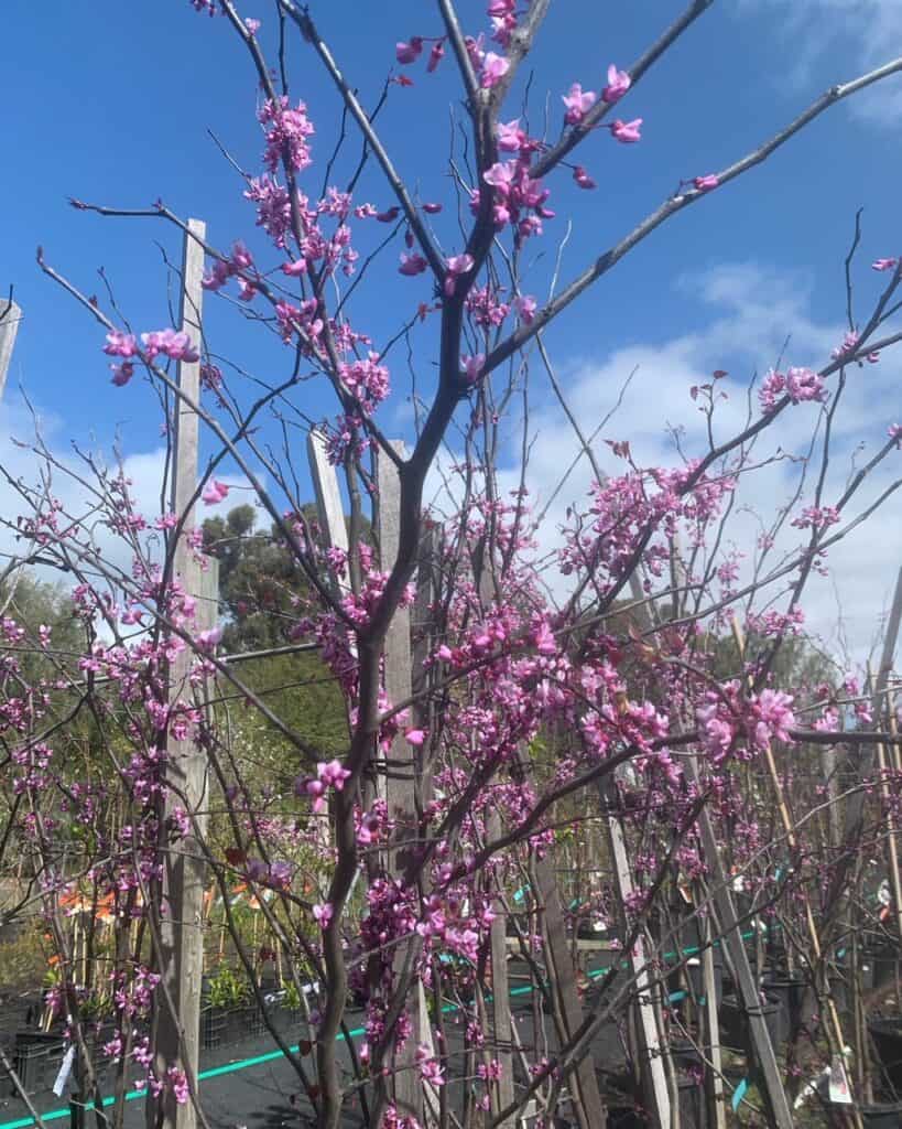 Lakeside Plants & Nursery