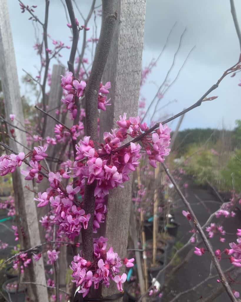 Lakeside Plants & Nursery