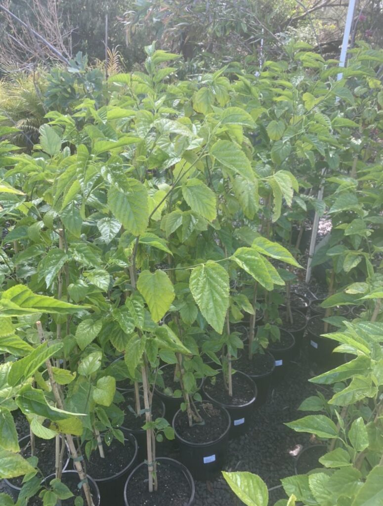 Lakeside Plants & Nursery