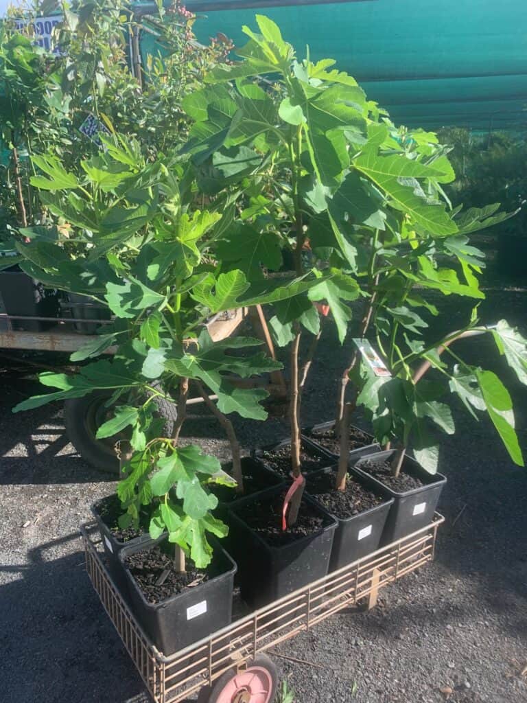 Lakeside Plants & Nursery