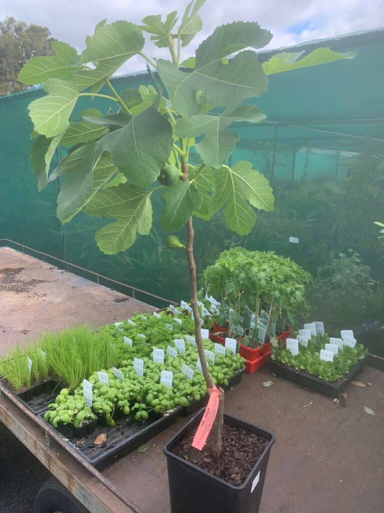 Lakeside Plants & Nursery