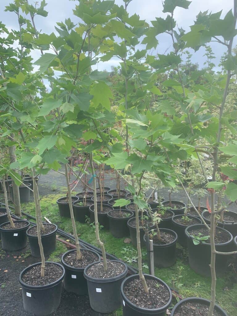 Lakeside Plants & Nursery