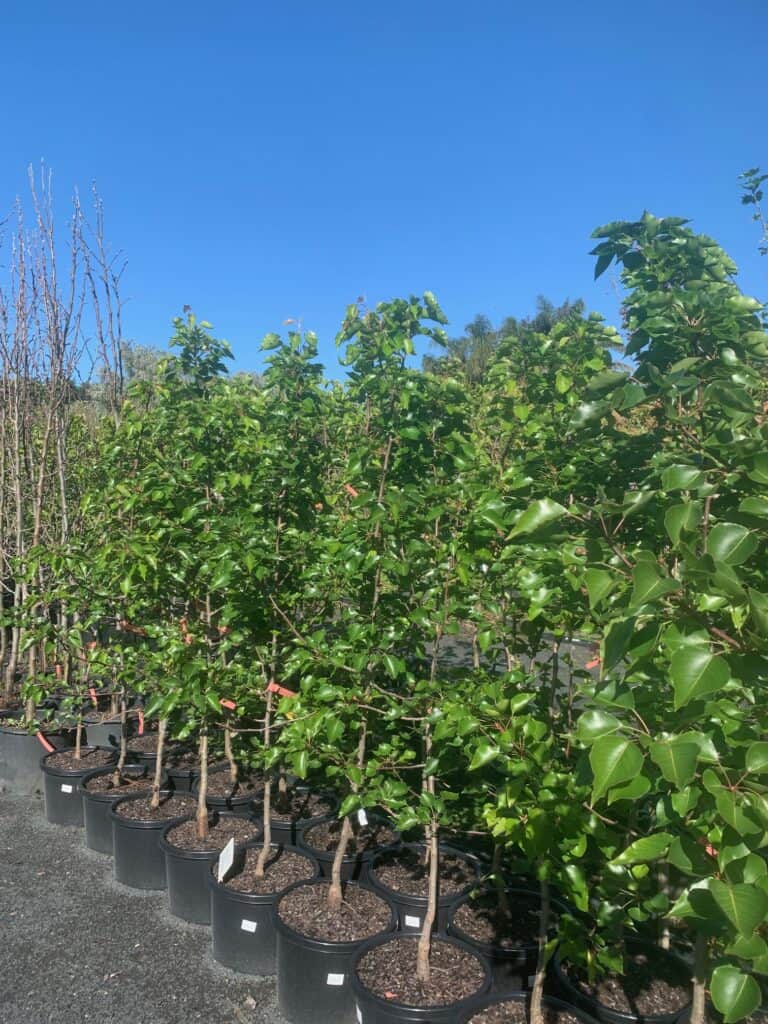 Lakeside Plants & Nursery