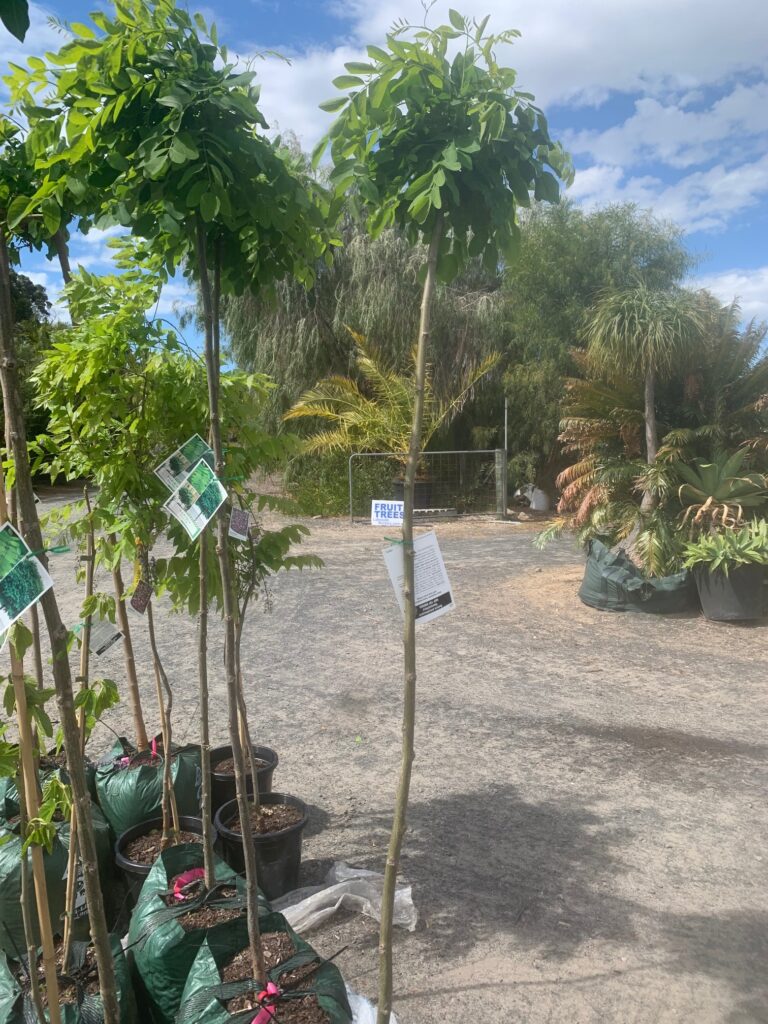 Lakeside Plants & Nursery