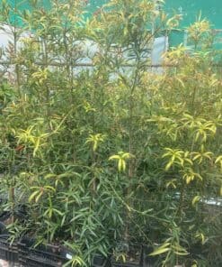 Podocarpus Elatus - Illawarra Plum