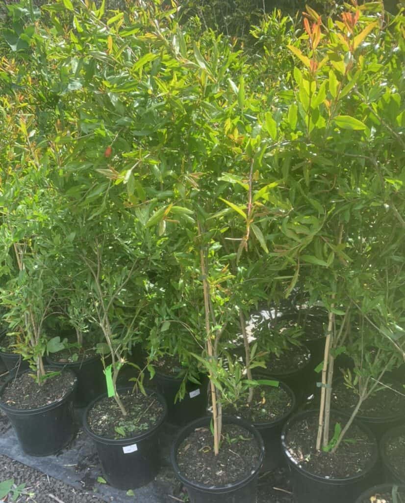 Lakeside Plants & Nursery