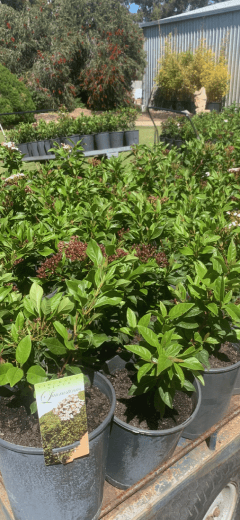 Lakeside Plants & Nursery