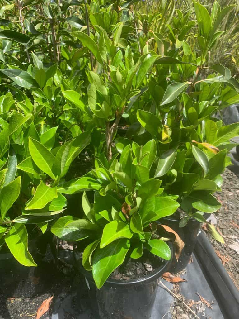 Lakeside Plants & Nursery