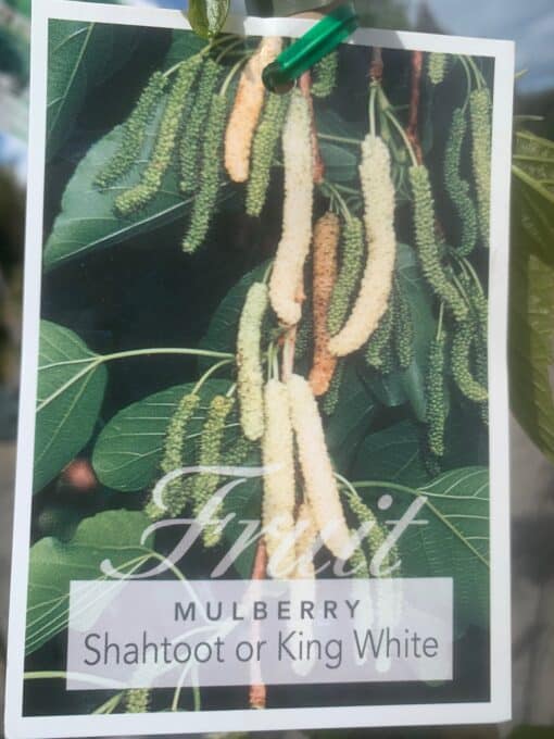 White Shatoot Mulberry Tag