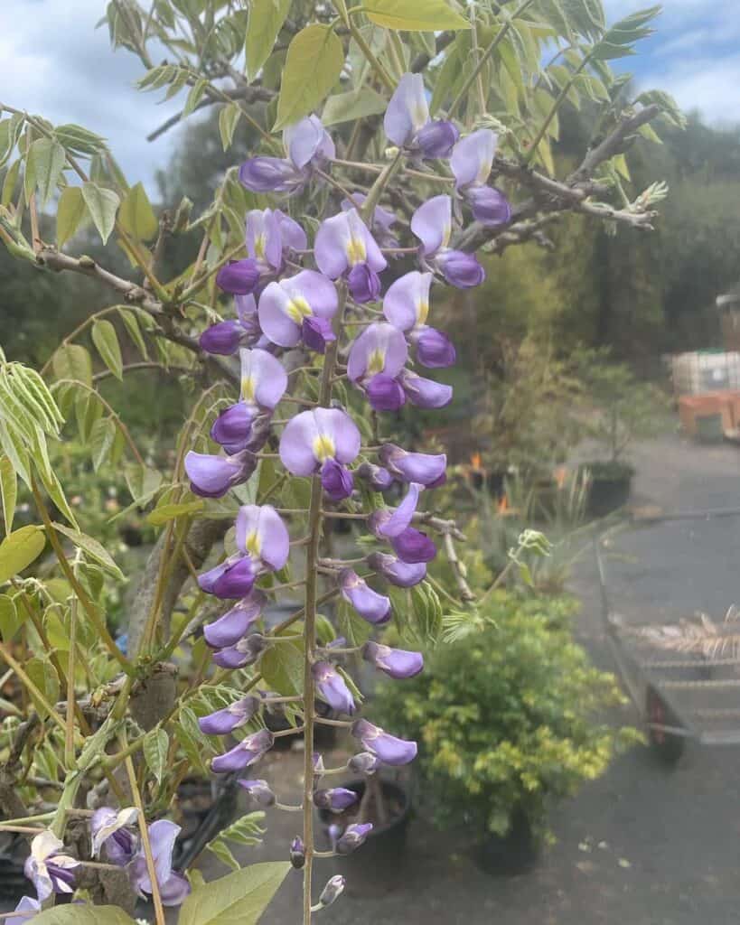 Lakeside Plants & Nursery
