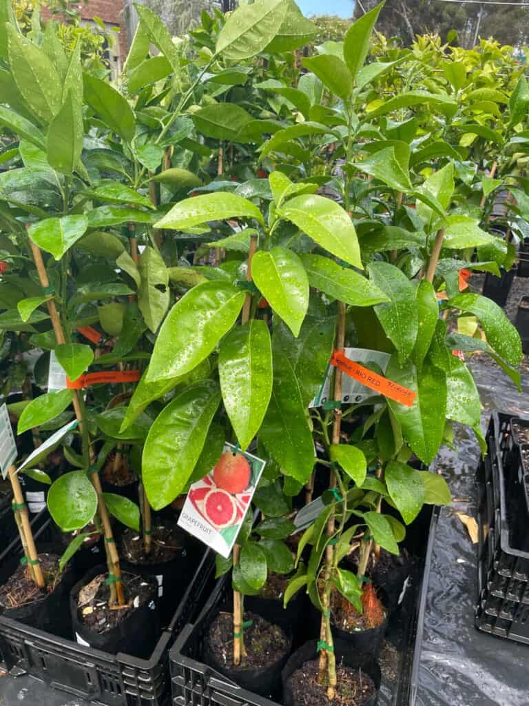 Lakeside Plants & Nursery