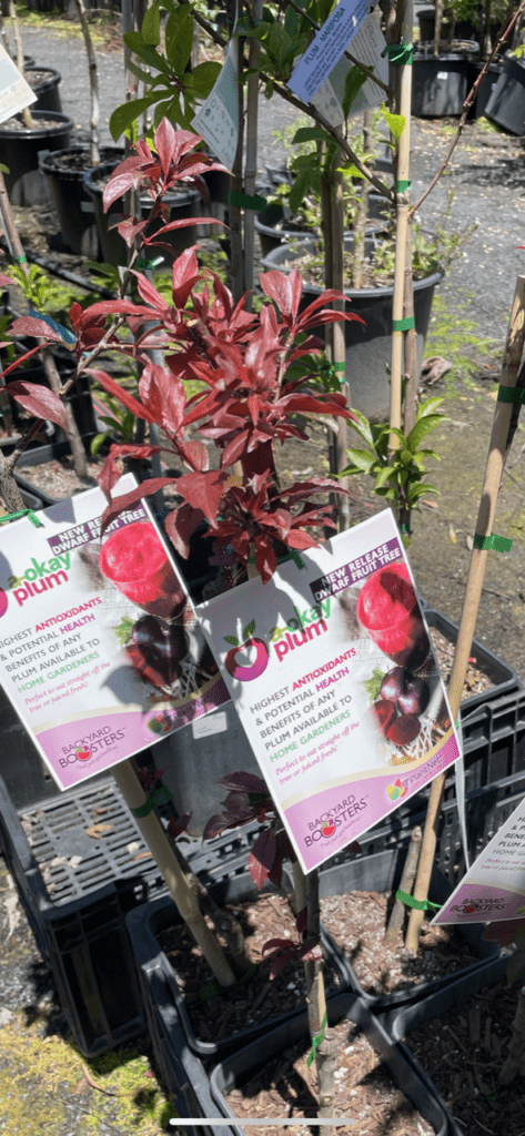 Lakeside Plants & Nursery