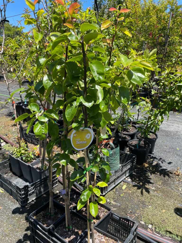 Lakeside Plants & Nursery