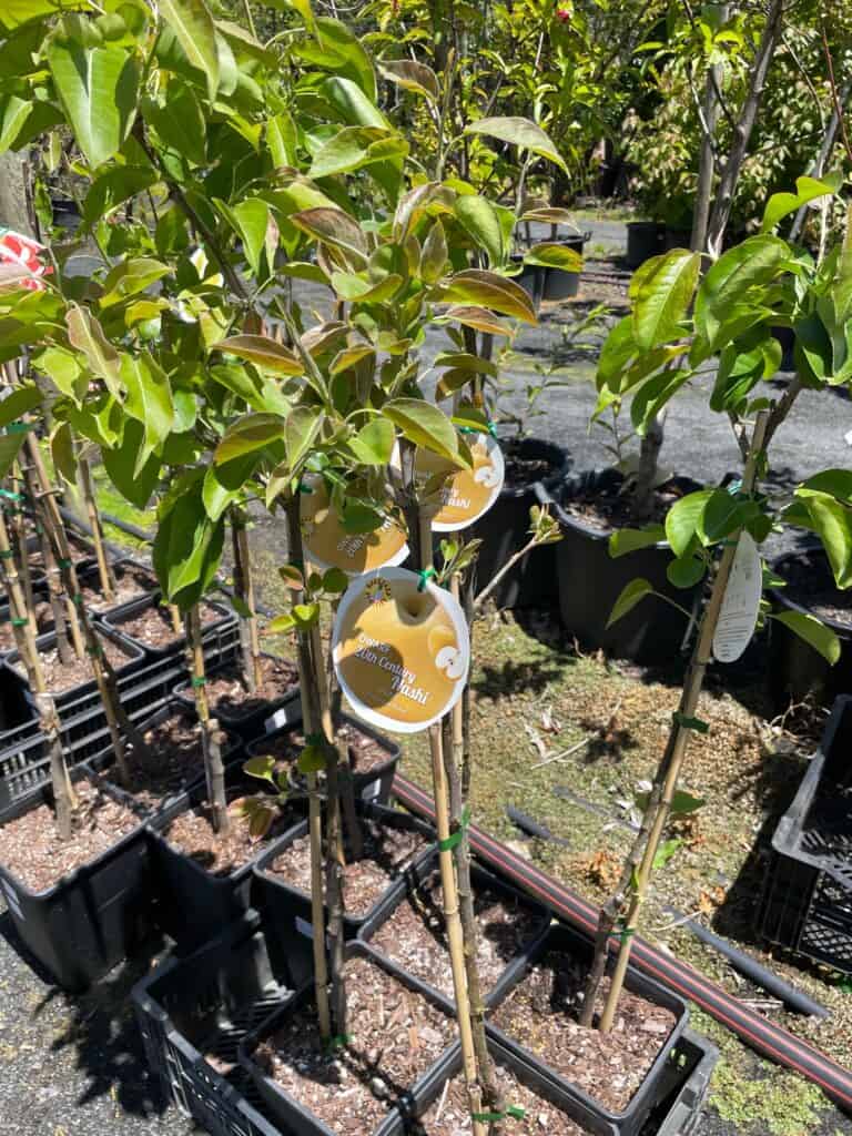 Lakeside Plants & Nursery