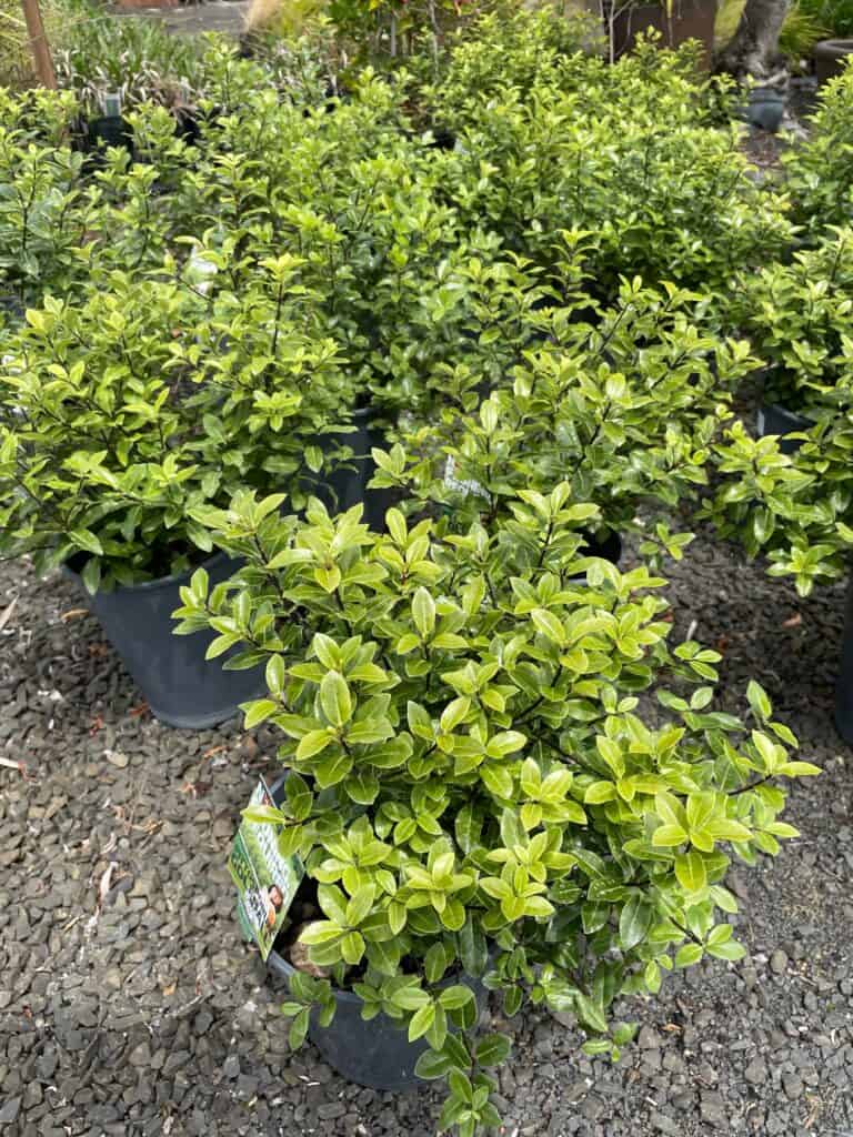 Lakeside Plants & Nursery