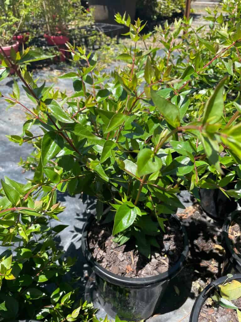 Lakeside Plants & Nursery