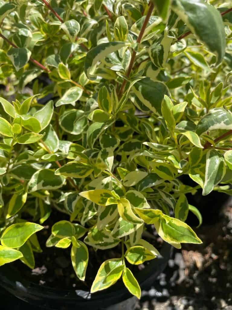 Lakeside Plants & Nursery