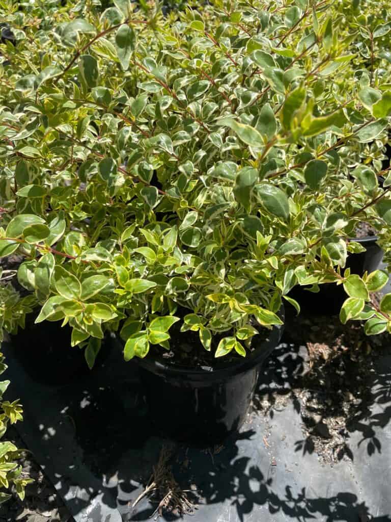 Lakeside Plants & Nursery