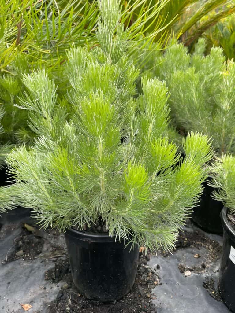 Lakeside Plants & Nursery