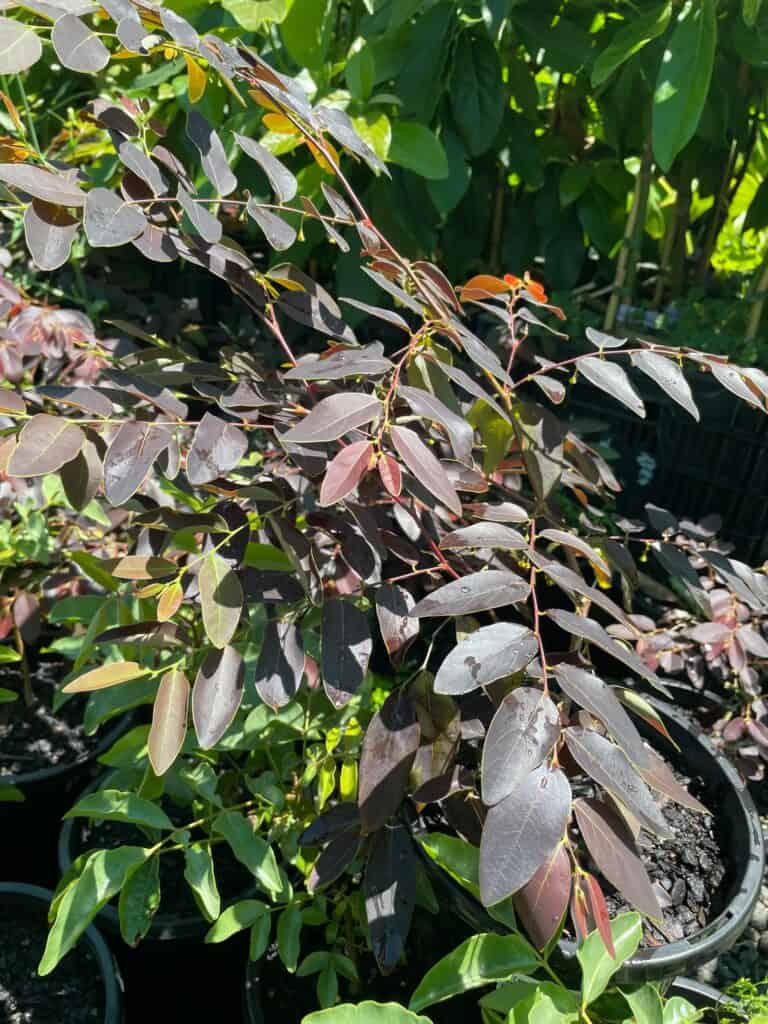 Lakeside Plants & Nursery