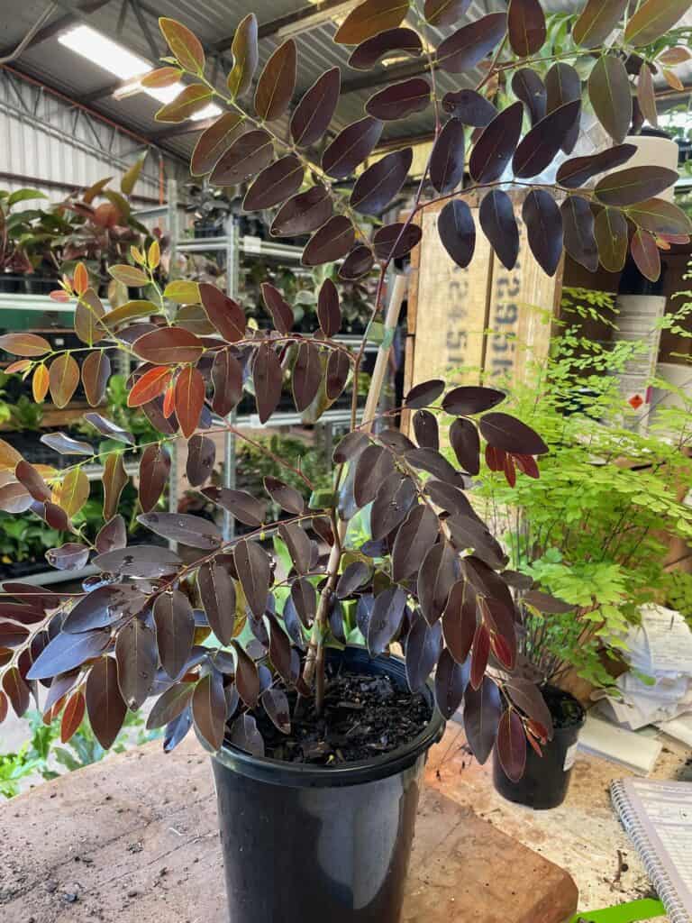 Lakeside Plants & Nursery