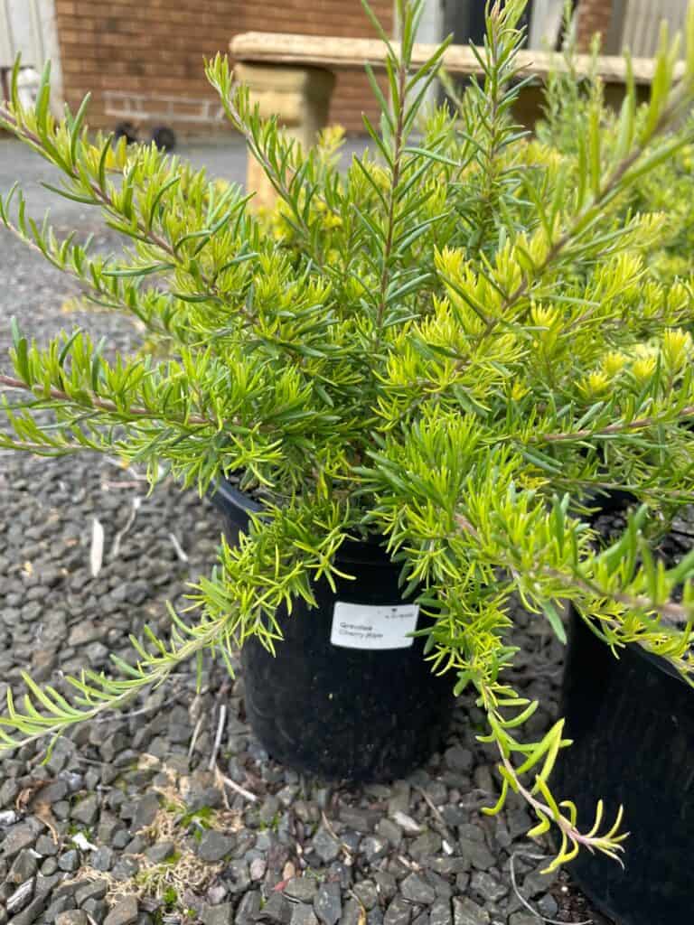 Lakeside Plants & Nursery