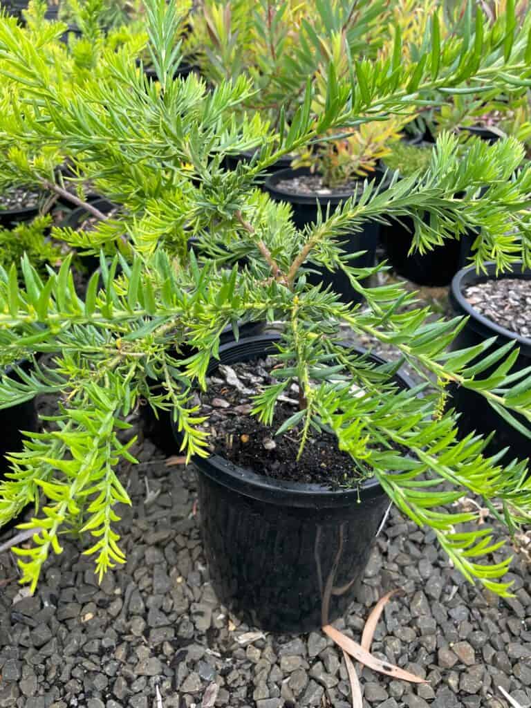 Lakeside Plants & Nursery