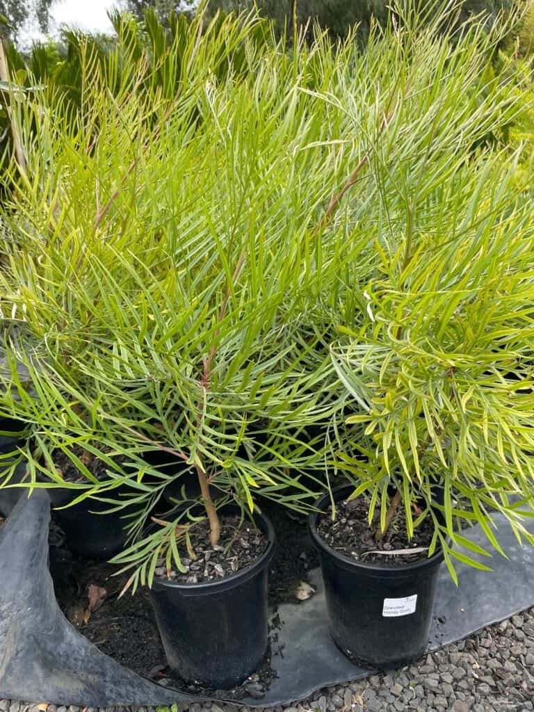 Lakeside Plants & Nursery