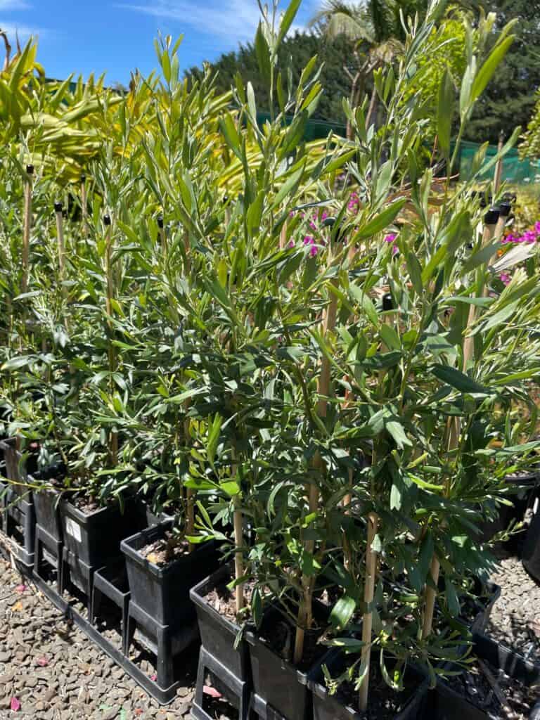 Lakeside Plants & Nursery