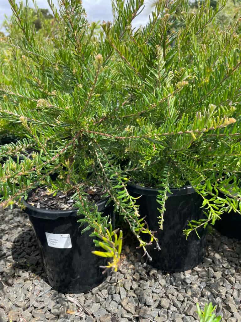Lakeside Plants & Nursery