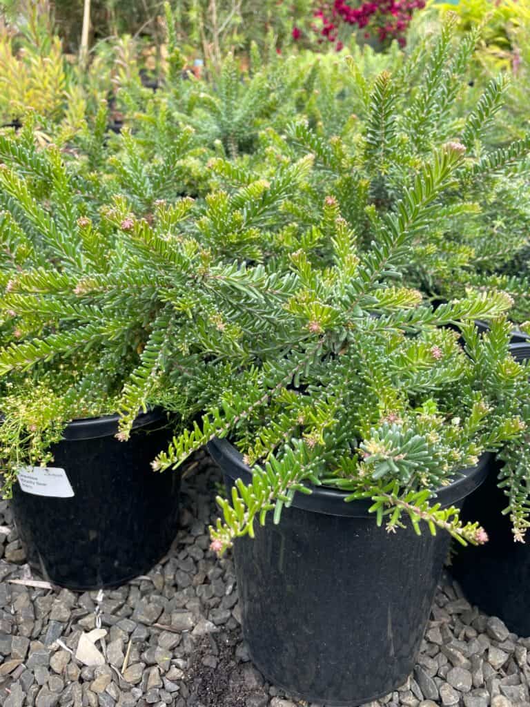 Lakeside Plants & Nursery
