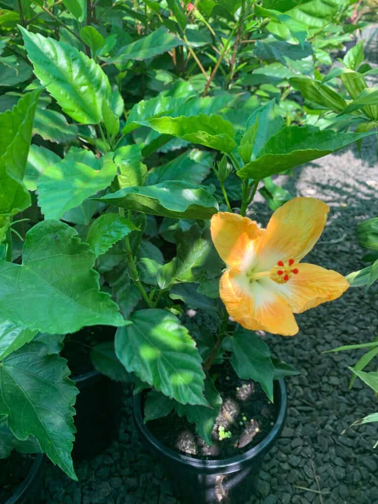 Lakeside Plants & Nursery