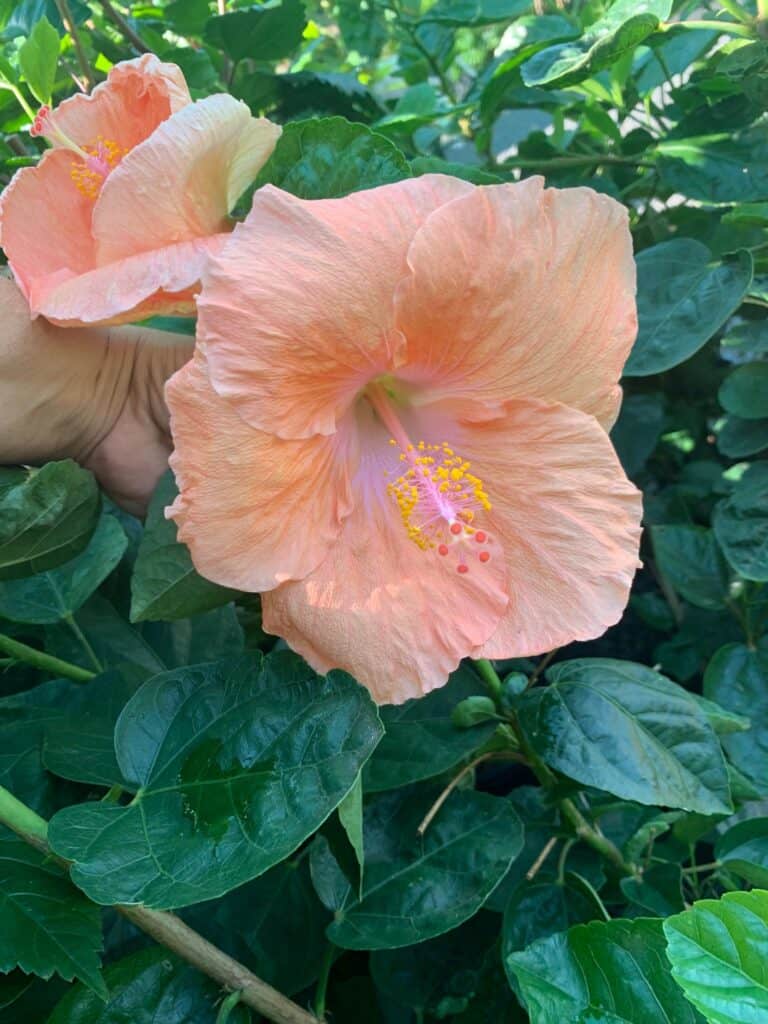 Lakeside Plants & Nursery