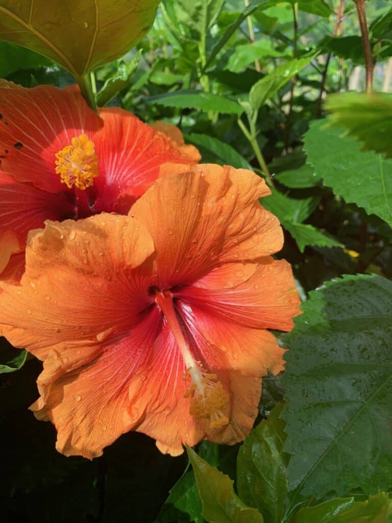 Lakeside Plants & Nursery
