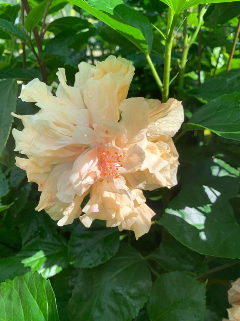 Lakeside Plants & Nursery