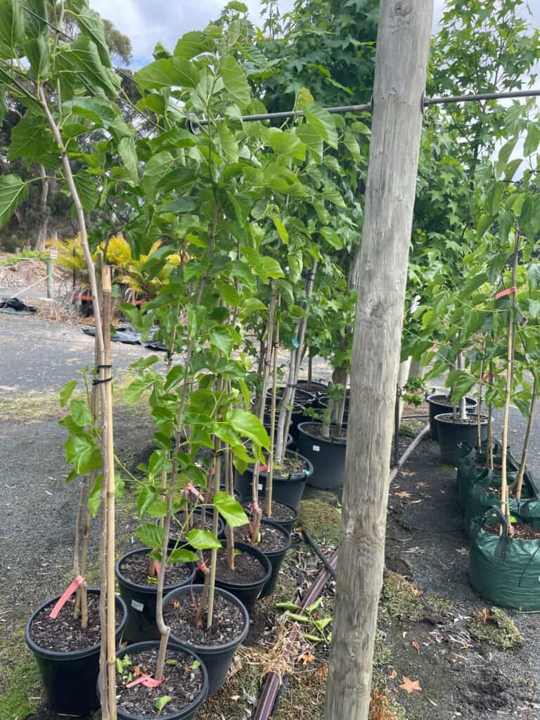 Lakeside Plants & Nursery