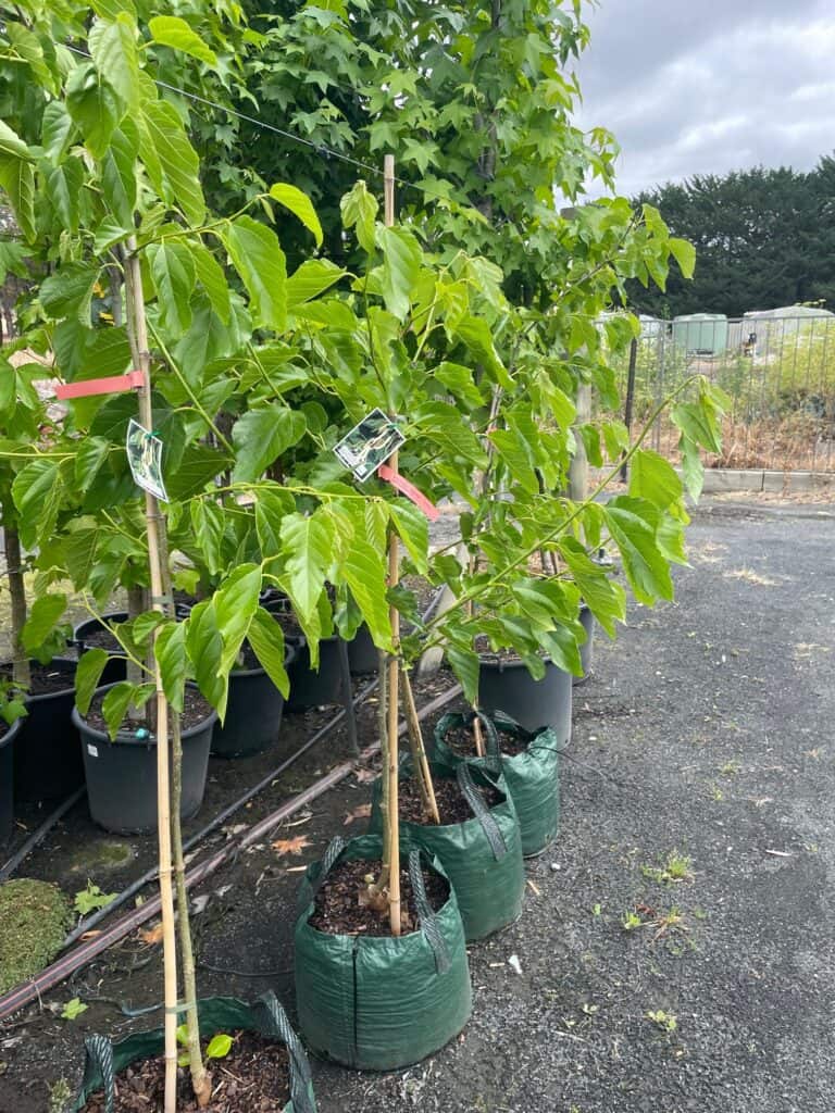 Lakeside Plants & Nursery