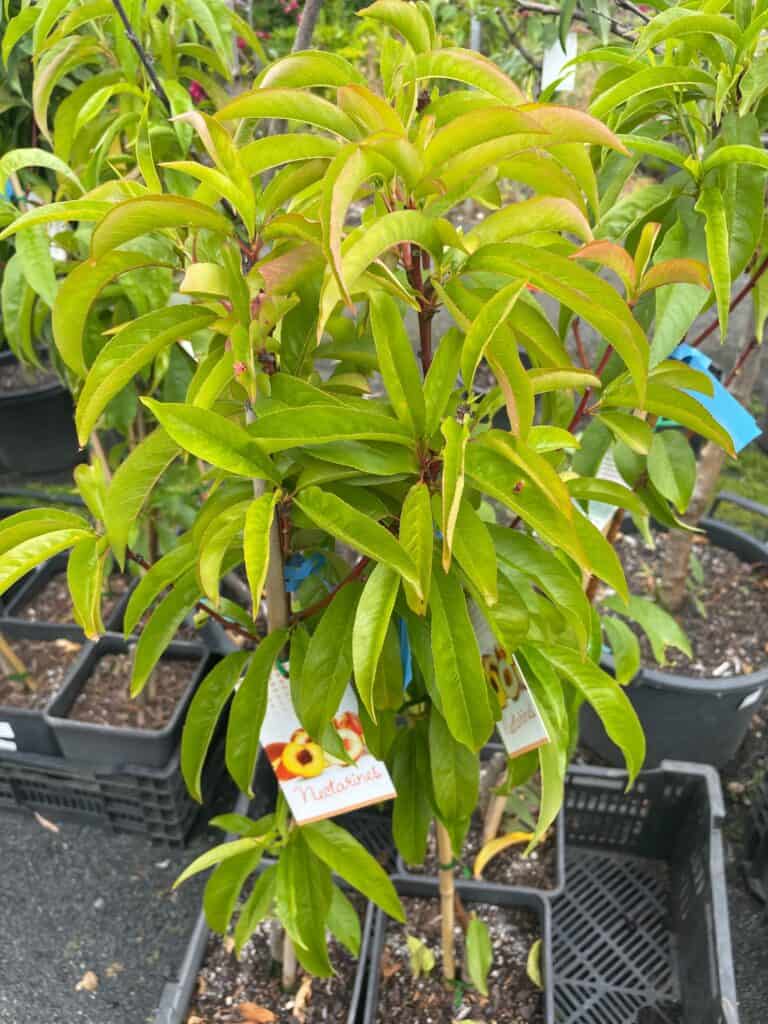 Lakeside Plants & Nursery