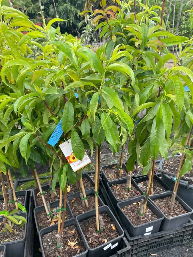 Lakeside Plants & Nursery