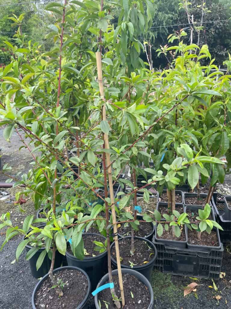 Lakeside Plants & Nursery